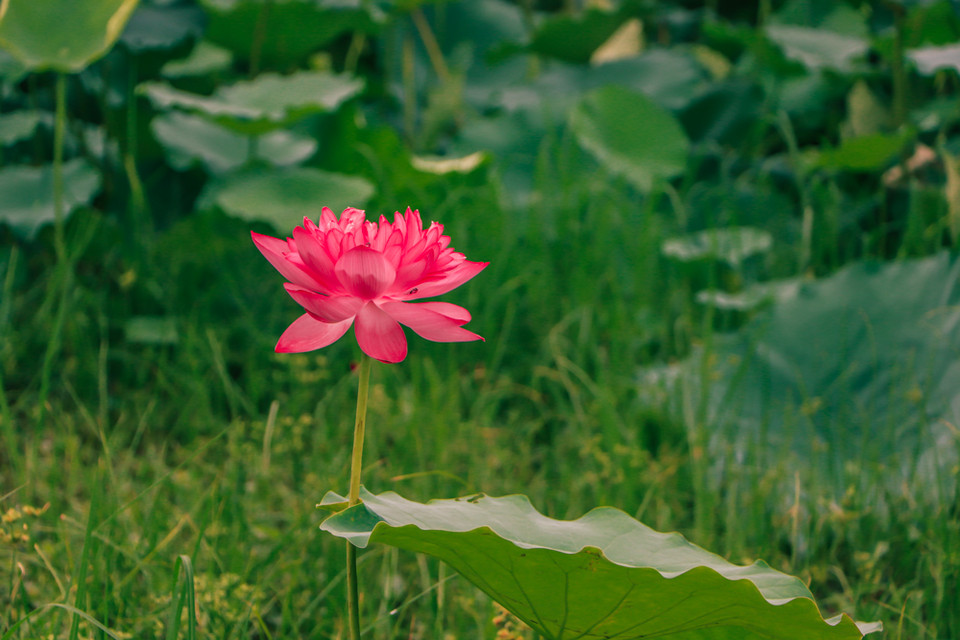 Trà ướp hương sen truyền thống là một thức uống độc đáo và tao nhã trong văn hóa trà Việt. Phải trải qua những công đoạn kỳ công tỉ mỉ mới làm ra được một tách trà sen hội tụ đủ tinh hoa của đất trời. (Ảnh: Hương Trà/Vietnam+)