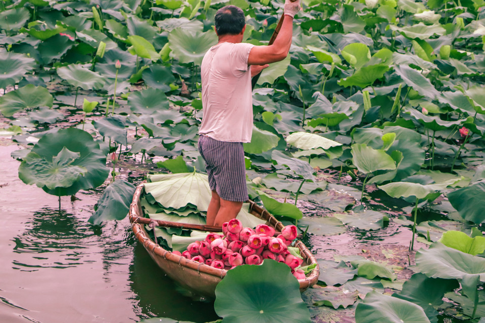 Công đoạn hái hoa tưởng đơn giản nhưng cũng khá cầu kỳ, hoa sen phải được hái từ tinh mơ. Người dân ở Quảng Bá, Nhật Tân (Hà Nội) phải chống thuyền đi hái sen từ 4-5 giờ sáng vì sợ mặt trời lên cao hương sen bay mất, nhị hoa ôi thì gạo sen sẽ bị thâm và già, ướp trà không đượm hương thơm nữa. (Ảnh: Hương Trà/Vietnam+)