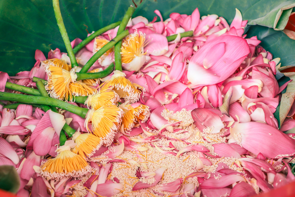 Sau khi hái hoa sen mang về nhà, người nghệ nhân nhanh tay tách lấy cánh hoa sen ra và sàng lấy gạo. Để chuẩn bị cho những công đoạn tiếp theo. (Ảnh: Hương Trà/Vietnam+)