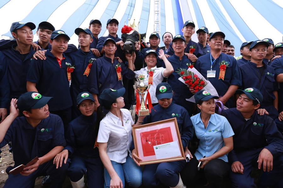 Niềm vui và tự hào của những người chăn nuôi bò sữa.