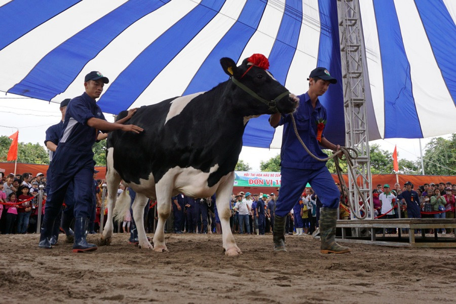 Những "cô bò" ra trình diễn trong cuộc thi.