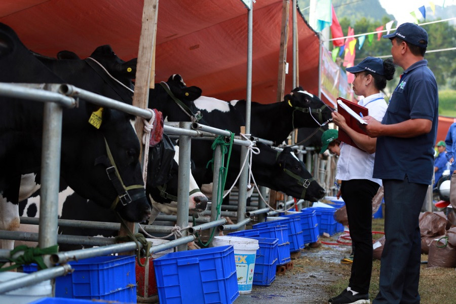 Ban giám khảo chấm điểm các "cô bò" theo tiêu chí về sản lượng, chất lượng sữa, trọng lượng và cả hình thức.