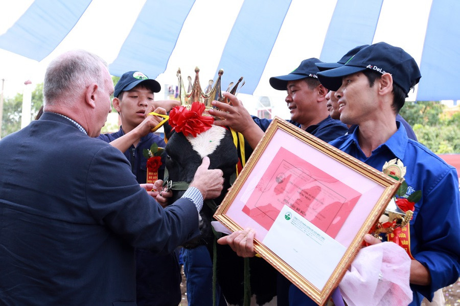 Giây phút đăng quang của "cô bò" gia đình anh Đặng Văn Thắm, tiểu khu Vườn Đào 1, thị trấn Nông trường Mộc Châu, huyện Mộc Châu, tỉnh Sơn La.