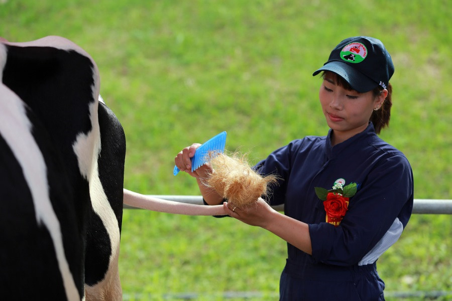Trước khi tham gia thi, các "cô bò" được chăm sóc đặc biệt như chải lông, bôi dầu dừa. 