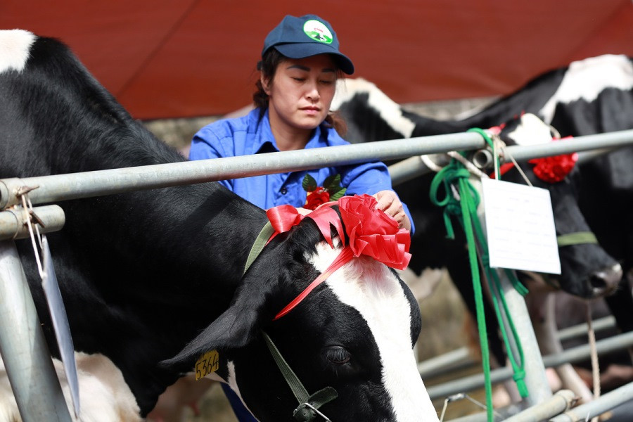 Trước khi tham gia phần thi trình diễn, các cô đò được đeo nơ cho thêm phần xinh đẹp.