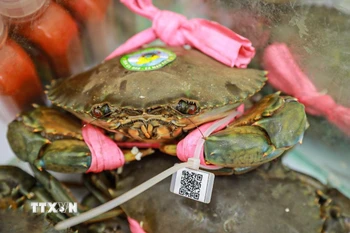 Cua Cà Mau - sản phẩm Ocop và có mã vạch. (Ảnh: Khánh Hoà/TTXVN) 