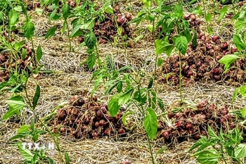 Hành tím có thể trồng xen với các loại cây trồng khác như: thì là, ngò rí, ớt ...qua đó, nâng cao hiệu quả trên cùng một đơn vị diện tích. (Ảnh: Tuấn Kiệt/TTXVN)