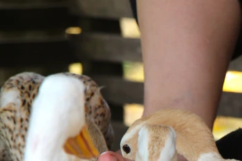 Cần Thơ: Du khách thích thú với dịch vụ “massage vịt” ở Cồn Sơn