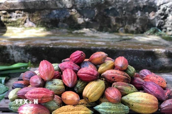 Tại vùng Tây Nguyên hiện có 7 giống cacao chính đang được canh tác. (Ảnh: Kha Phạm/TTXVN)