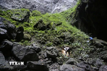 Loài ốc mới có tên khoa học là Calybium plicatus sp. nov. được thu thập tại Hố sụt 1, hang Sơn Đoòng, Vườn Quốc gia Phong Nha-Kẻ Bàng, tỉnh Quảng Bình. (Ảnh: TTXVN phát) 
