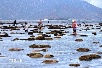 Chiêm ngưỡng vẻ đẹp kỳ thú của rạn san hô vùng biển Đông Hải của Ninh Thuận