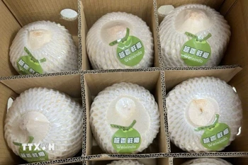 Lô hàng dừa tươi đầu tiên của năm 2025 được xuất khẩu qua cửa khẩu Bắc Luân II. (Ảnh: Lệ Hằng/TTXVN)