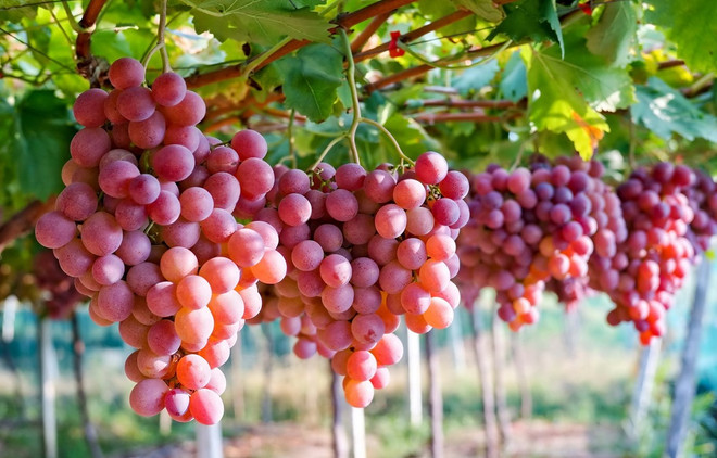 Australia xúc tiến đẩy mạnh xuất khẩu nho tươi đến Việt Nam ảnh 1