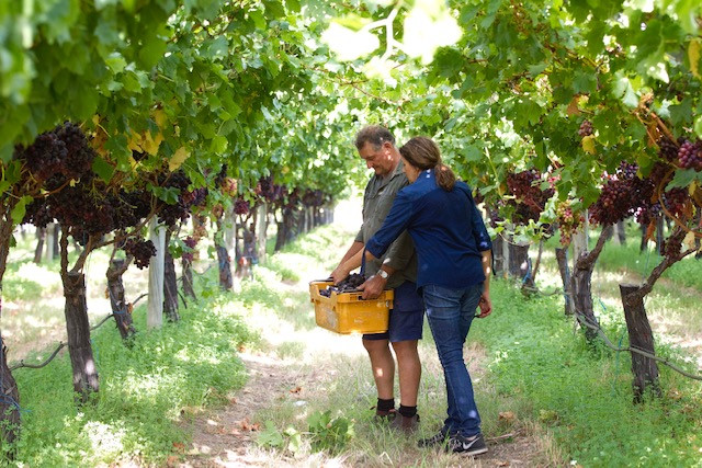 Australia xúc tiến đẩy mạnh xuất khẩu nho tươi đến Việt Nam ảnh 2