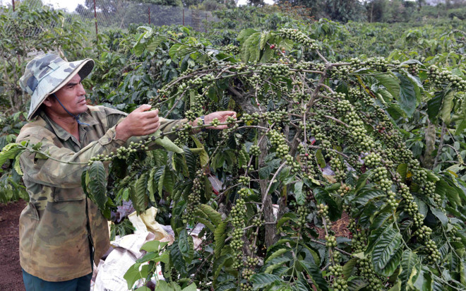 Nhiều hộ gia đình đã có của ăn, của để từ nguồn vốn vay ưu đãi. (Ảnh: Vietnam+) Phó Thủ tướng: Cần mở rộng đối tượng chính sách được vay vốn ảnh 2