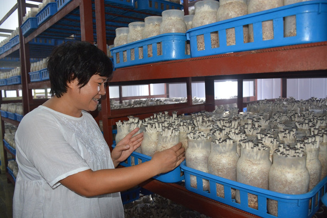 14 năm để hiện thực hóa dây chuyền trồng nấm công nghệ cao ảnh 1