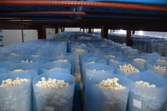 14 năm để hiện thực hóa dây chuyền trồng nấm công nghệ cao ảnh 2