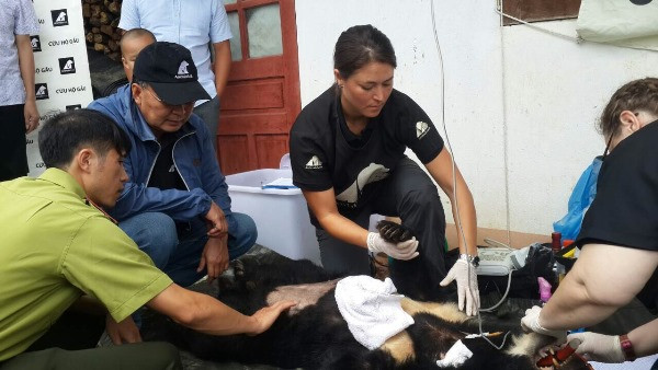 Lai Châu: Cứu hộ thành công một cá thể gấu ngựa tại Sìn Hồ ảnh 1