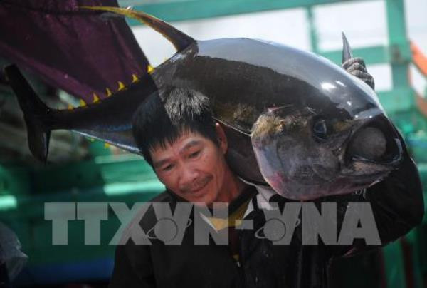 Sản lượng cá ngừ đại dương giảm gần 17% do thời tiết phức tạp ảnh 1