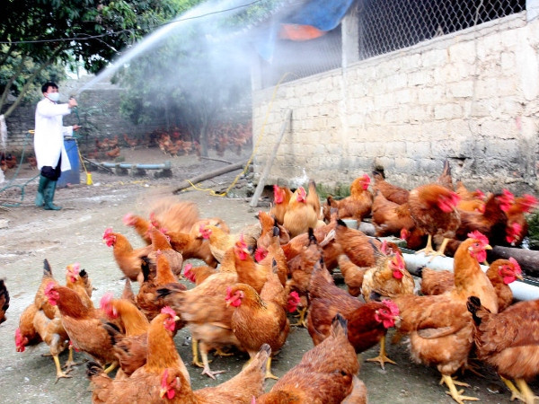 Công điện khẩn về tăng cường phòng chống dịch cúm gia cầm H5N6 ảnh 1