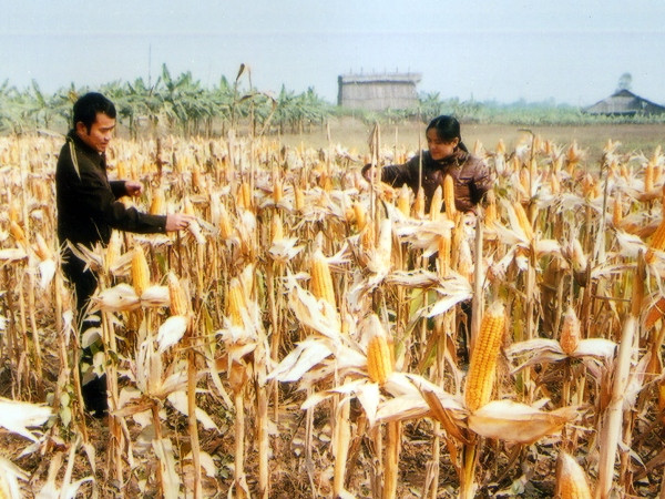 Công nhận 4 sản phẩm ngô biến đổi gen đầu tiên làm thực phẩm ảnh 1