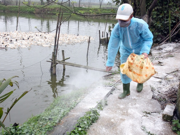 Phát hiện chim trĩ đỏ nuôi tại Lào Cai bị nhiễm virus cúm H5N6 ảnh 1