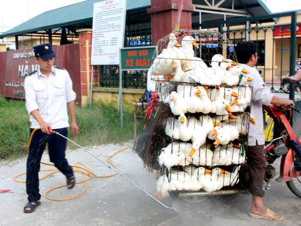 Phun thuốc khử trùng tiêu độc phương tiện vận chuyển động vật sống vào chợ đầu mối gia cầm Hà Vĩ (Thường Tín). (Ảnh: Đình Huệ/TTXVN) Triển khai tháng vệ sinh, tiêu độc khử trùng đợt 2 trên toàn quốc ảnh 1