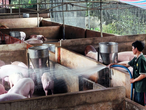 Ngành chăn nuôi: Không chạy theo số lượng để tránh được mùa mất giá ảnh 1