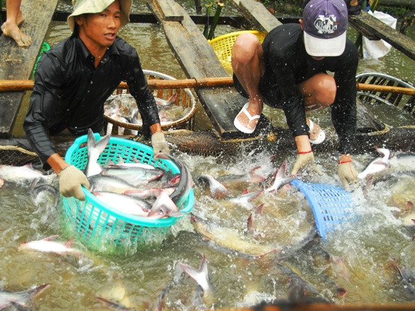 Sản lượng tôm nuôi và cá tra giảm mạnh do dịch bệnh và thời tiết ảnh 1