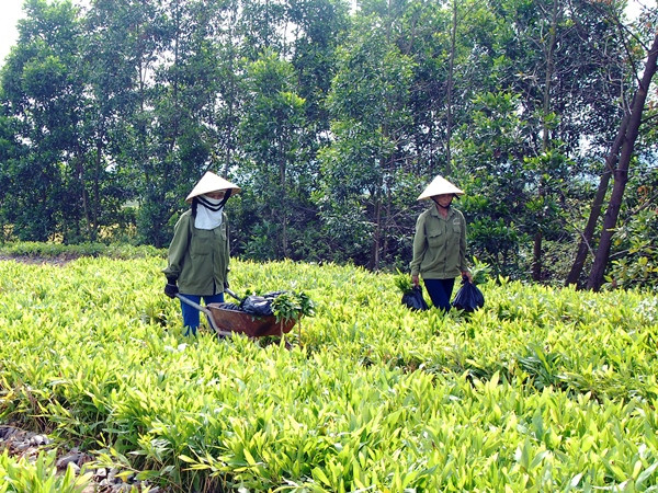 500.000 USD để phát triển rừng và trang trại tại Việt Nam ảnh 1