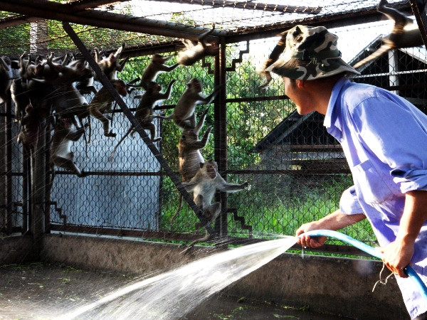 Giám sát chặt nhập khẩu động vật hoang dã ngăn ngừa dịch Ebola ảnh 1