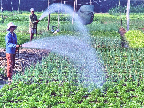 Chuyển đổi 770 nghìn ha đất trồng lúa sang trồng cây có hiệu quả hơn ảnh 1