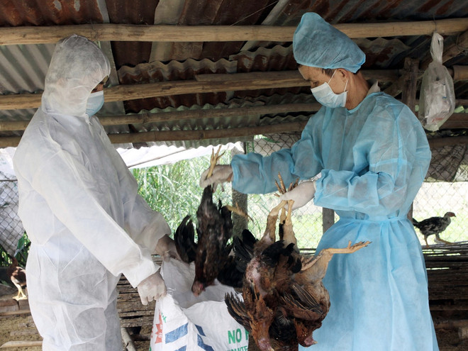 Ra mắt Đối tác phòng chống dịch bệnh từ động vật sang người ảnh 2