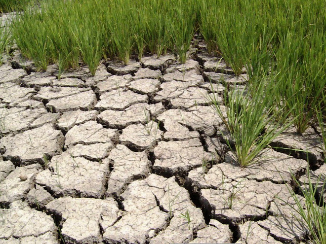 Việt Nam kêu gọi quốc tế hỗ trợ nhân đạo ứng phó với hạn, mặn lịch sử ảnh 2