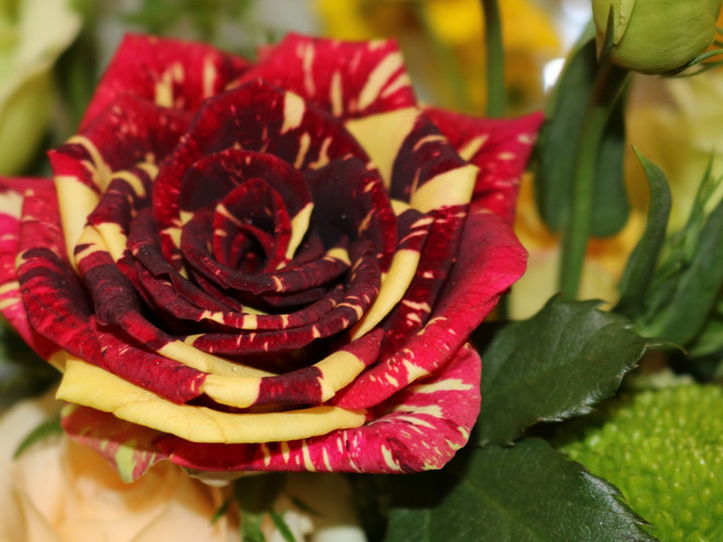 Hoa hồng đen độc đáo, ấn tượng “chuộng khách” dịp 8/3 ảnh 5