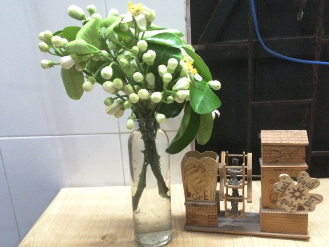 Hoa bưởi ngập tràn trên phố thu hút người dân Thủ đô ảnh 13