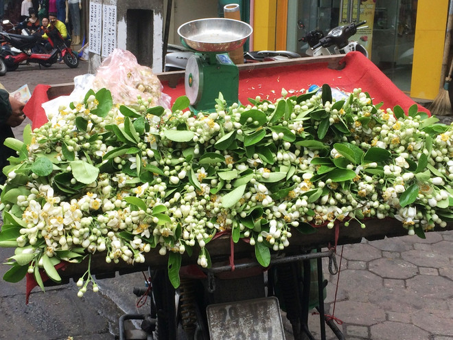 Hoa bưởi ngập tràn trên phố thu hút người dân Thủ đô ảnh 9