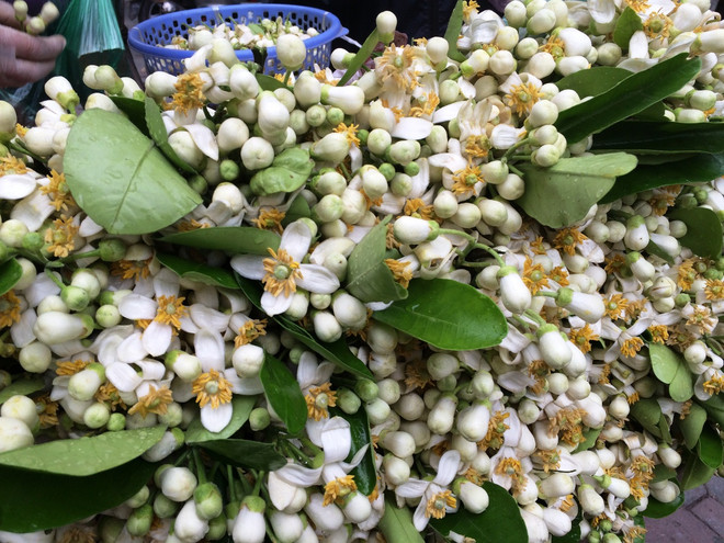 Hoa bưởi ngập tràn trên phố thu hút người dân Thủ đô ảnh 3