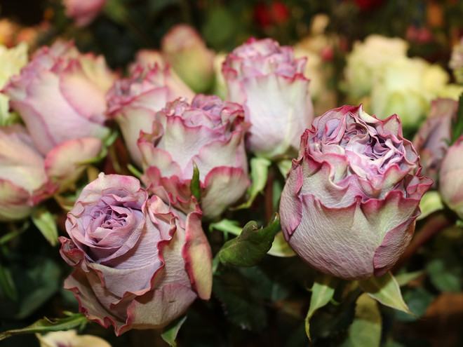 Hoa hồng đen độc đáo, ấn tượng “chuộng khách” dịp 8/3 ảnh 7