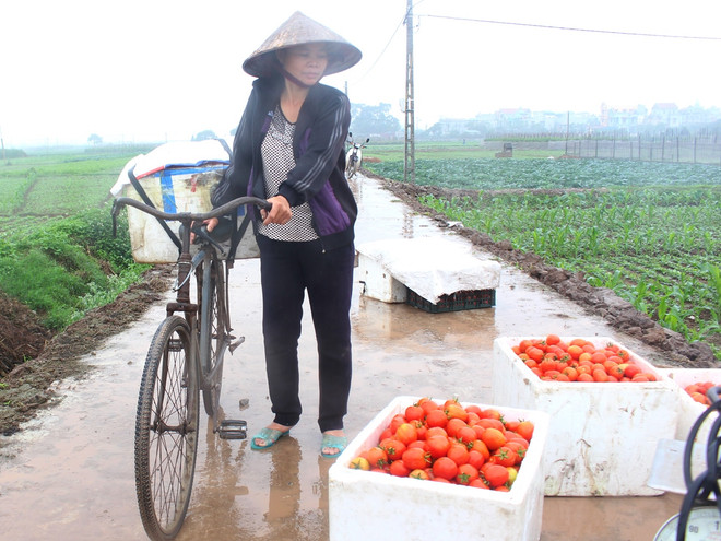 Người dân Hưng Yên khốn khổ kêu cứu vì giá cà chua rớt thảm ảnh 2