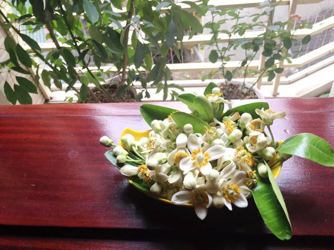 Hoa bưởi ngập tràn trên phố thu hút người dân Thủ đô ảnh 14