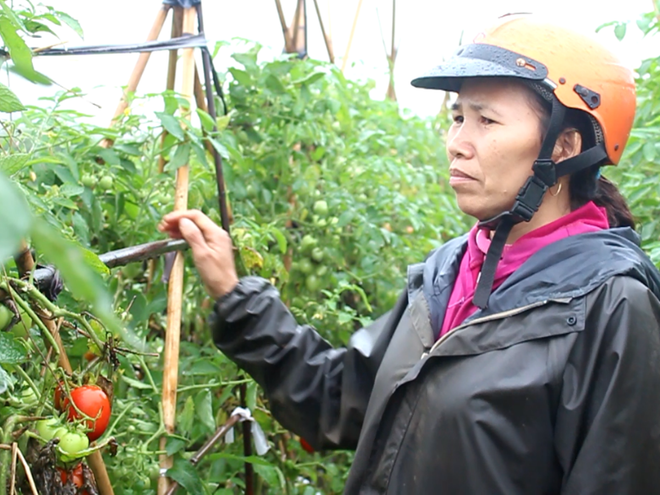 Người dân Hưng Yên khốn khổ kêu cứu vì giá cà chua rớt thảm ảnh 1