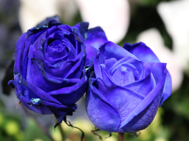 Hoa hồng đen độc đáo, ấn tượng “chuộng khách” dịp 8/3 ảnh 8