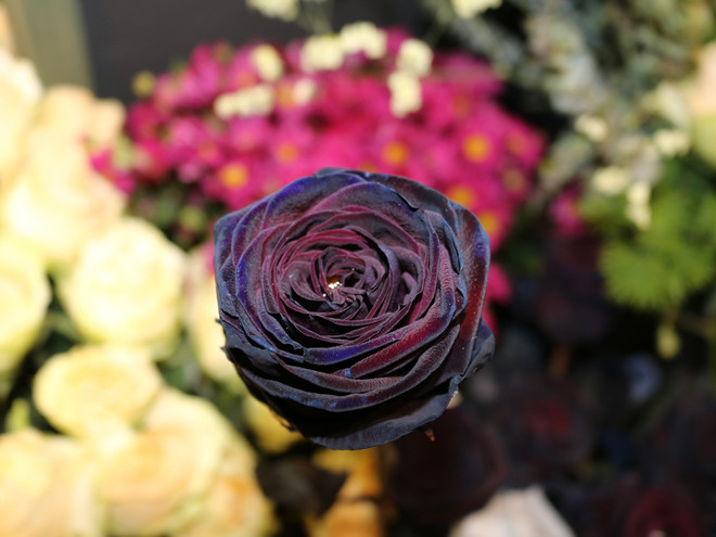 Hoa hồng đen độc đáo, ấn tượng “chuộng khách” dịp 8/3 ảnh 3