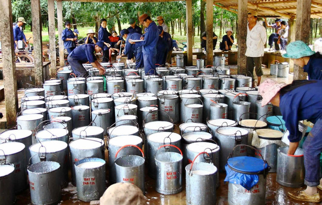 Giá mủ cao su tăng vọt theo xu hướng của thị trường thế giới ảnh 1