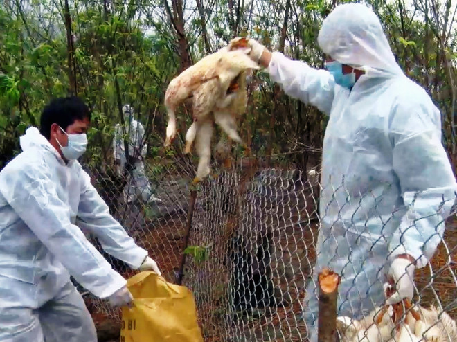 Xuất hiện ổ dịch cúm gia cầm H5N6 mới tại Quảng Trị ảnh 1