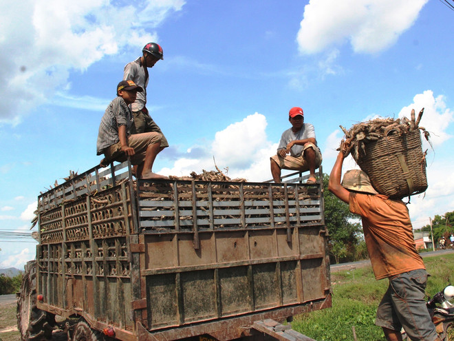 Kiểm soát sắn tươi nhập từ Lào và Campuchia ngừa virus nguy hiểm ảnh 1