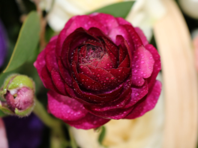 Hoa hồng đen độc đáo, ấn tượng “chuộng khách” dịp 8/3 ảnh 12