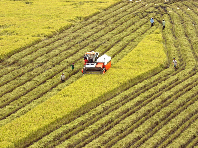 Phát triển lúa gạo bền vững: Chú trọng đổi mới 3 "trụ cột" ảnh 2