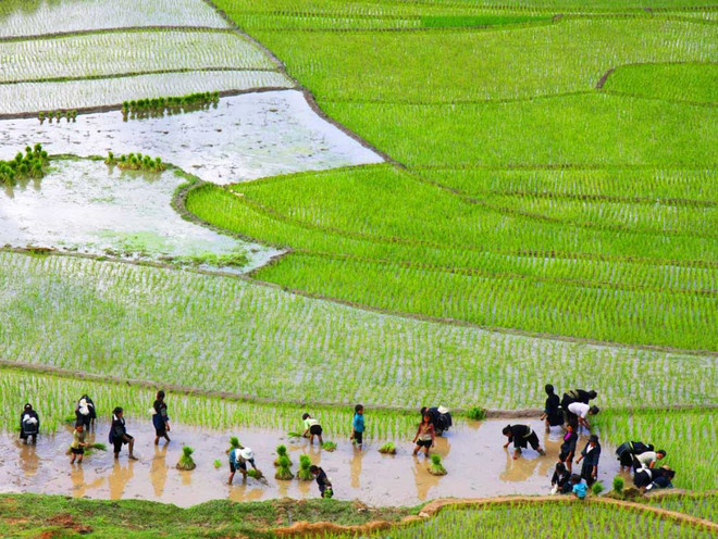 Cả nước đã gieo cấy được gần 3 triệu hécta lúa Đông Xuân ảnh 1